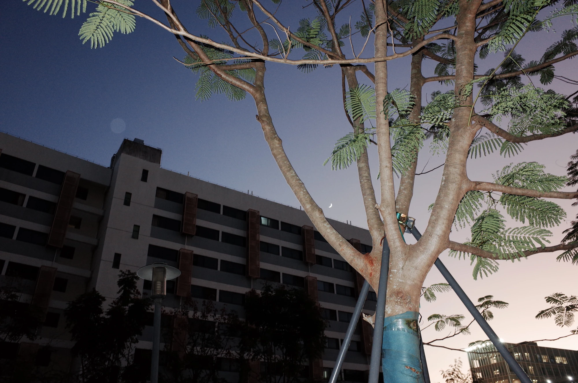 Tree and building in daylight