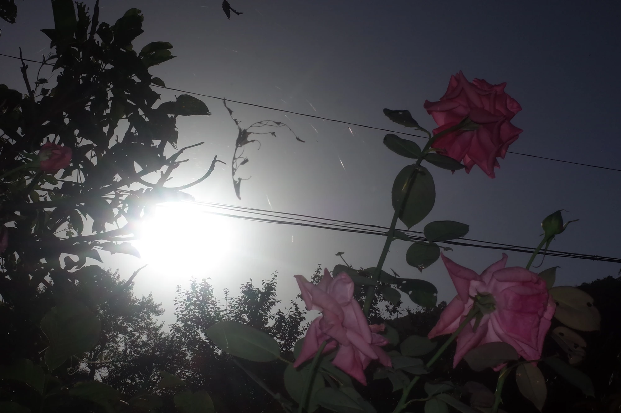 Roses against bright sunlight